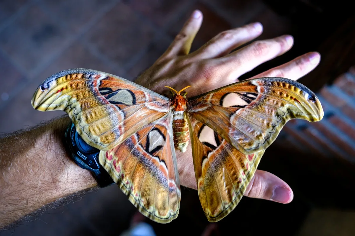 Bali Butterfly Park In Kemenuh & Tabanan